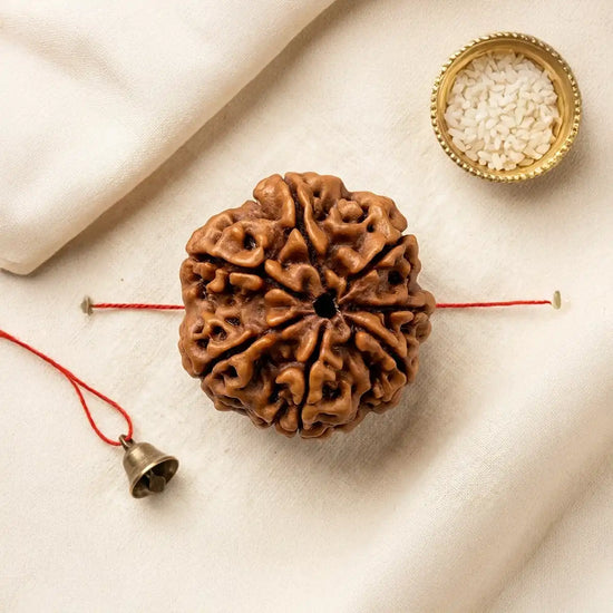 7 Mukhi Rudraksha (Lakshmi Rudraksha) for wealth and prosperity by Acharya Lavbhushan
