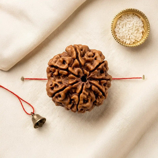 7 Mukhi Rudraksha - Creative