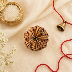7 Mukhi Rudraksha (Nepali) – Natural Mahalakshmi Bead, Regular or Premium