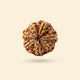7 Mukhi Rudraksha (Nepali)