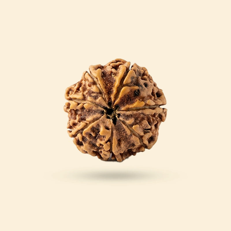 7 Mukhi Rudraksha (Nepali)