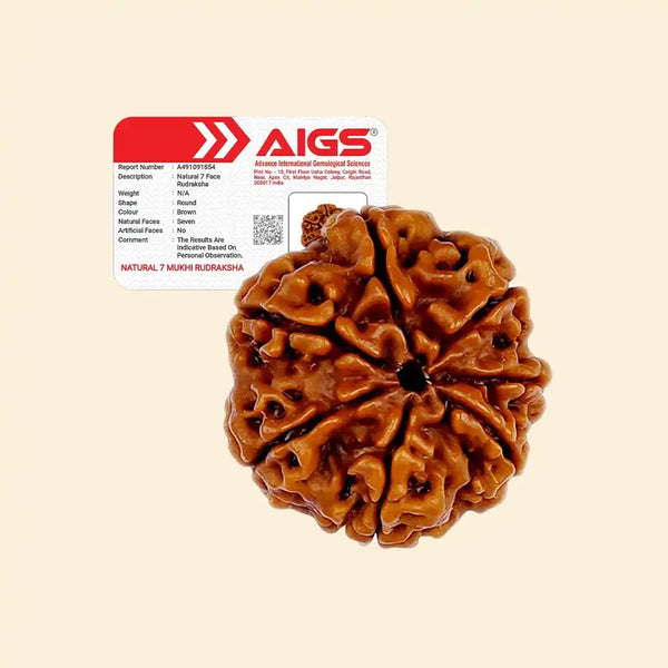 7 Mukhi Rudraksha - with certificate