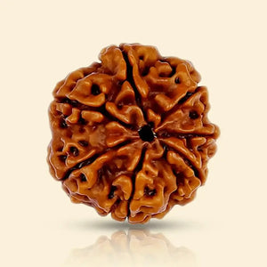 7 Mukhi Rudraksha (Nepali)