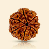 Original Indian 7 Mukhi Rudraksha