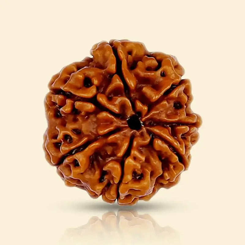 7 Mukhi Rudraksha (Nepali)