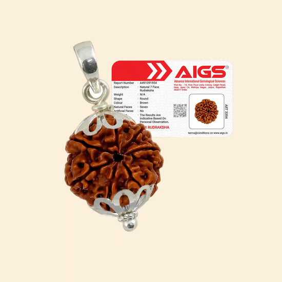 7 Mukhi Rudraksha (Lakshmi Rudraksha) with Pendant and Certificate for wealth and prosperity by Acharya Lavbhushan
