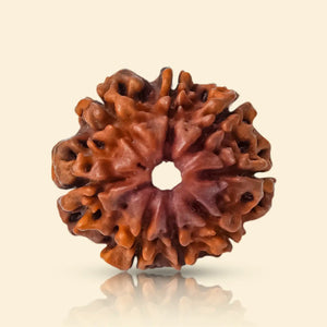 8 Mukhi Rudraksha (Nepali)