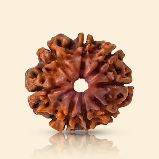 8 Mukhi Rudraksha (Ganesha Rudraksha) for obstacle removal by Acharya Lavbhushan
