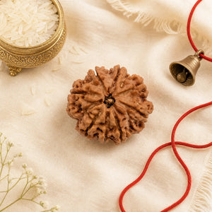 8 Mukhi Rudraksha (Nepali) – Natural Lord Ganesha Bead, Lab Certified Option