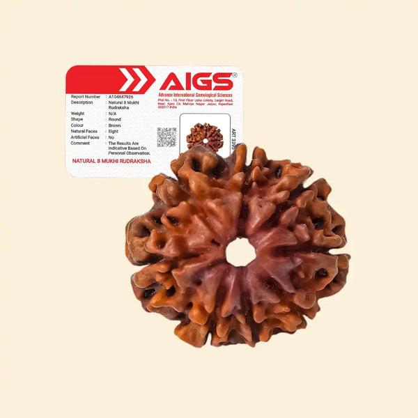 8 Mukhi Rudraksha-with certificate