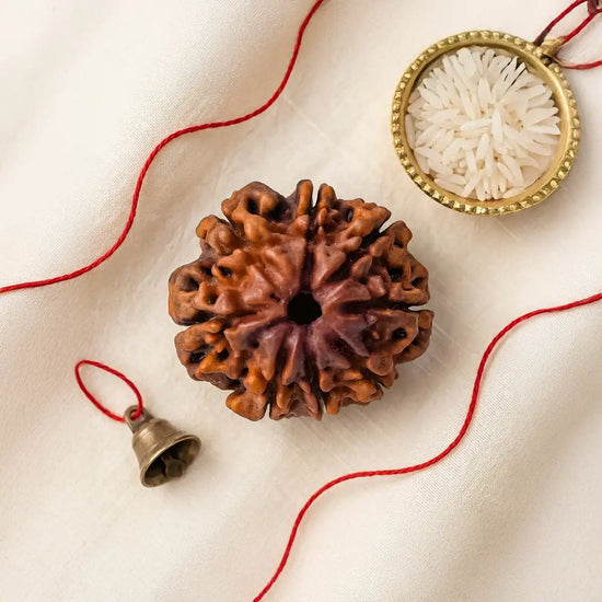 8 Mukhi Rudraksha (Ganesha Rudraksha) for obstacle removal by Acharya Lavbhushan
