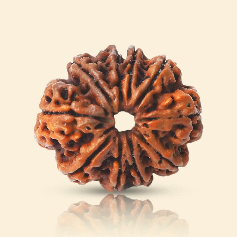 9 Mukhi Rudraksha