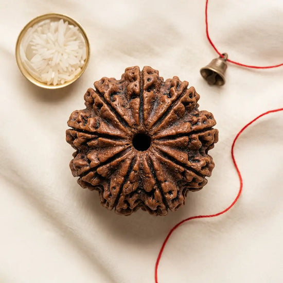 9 Mukhi Rudraksha (Durga Rudraksha) for protection by Acharya Lavbhushan
