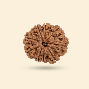 9 Mukhi Rudraksha (Nepali)