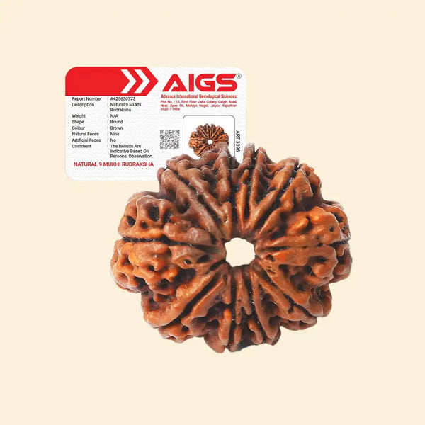 9 Mukhi Rudraksha with certificate