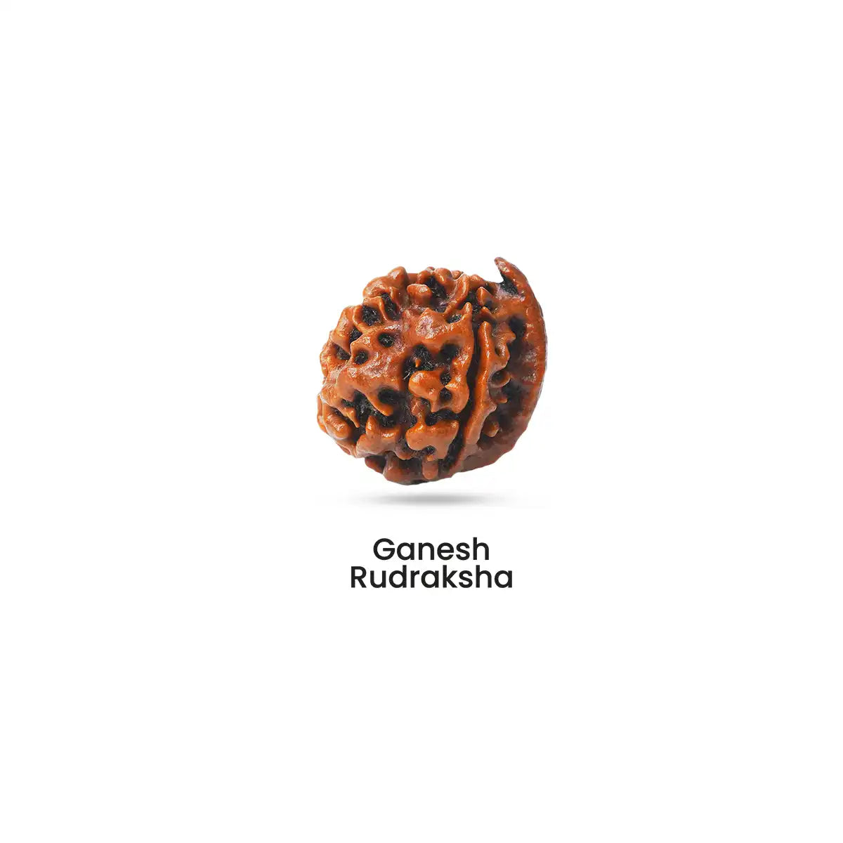 Rudraksha for Golden Plane