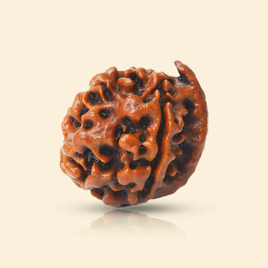 ganesh mukhi rudraksha acharya lavbhushan, ganesha rudraksha bead, obstacle remover rudraksha, wisdom clarity bead, shiva rudraksha, spiritual balance bead, vedic rudraksha, conscious living support