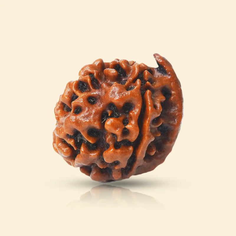 Ganesh Mukhi Rudraksha