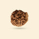 Ganesh Mukhi Rudraksha (Nepali)