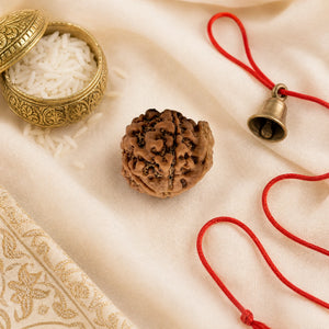 Original Ganesh Mukhi Rudraksha (Nepali) – Natural, Lab Certified