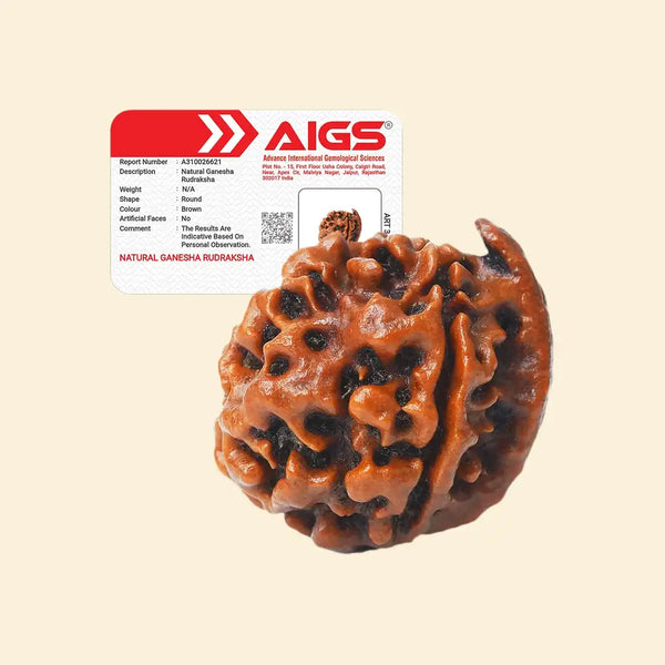 Ganesh Mukhi Rudraksha with certificate