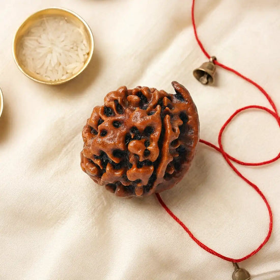 ganesh mukhi rudraksha acharya lavbhushan, ganesha rudraksha bead, obstacle remover rudraksha, wisdom clarity bead, shiva rudraksha, spiritual balance bead, vedic rudraksha, conscious living support