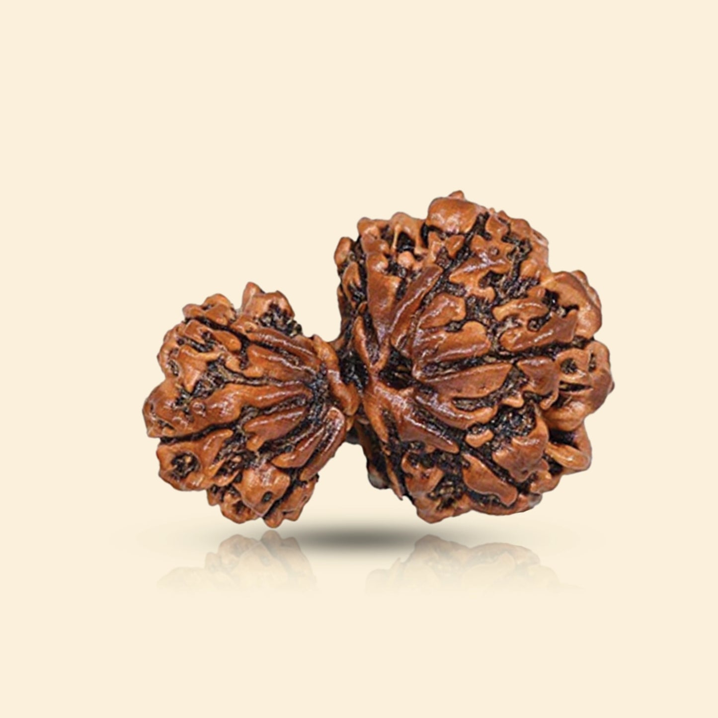 Garbh Gaur Rudraksha 