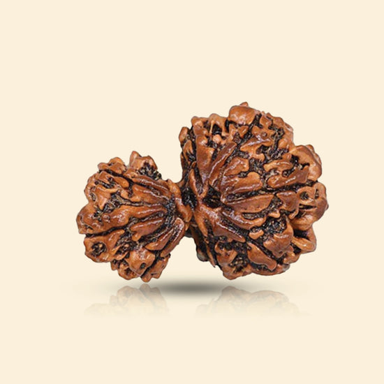garbh gauri rudraksha acharya lavbhushan, garbh gauri bead, mother child rudraksha, shiva rudraksha, spiritual balance bead, nurturing energy symbol, vedic rudraksha, conscious living support