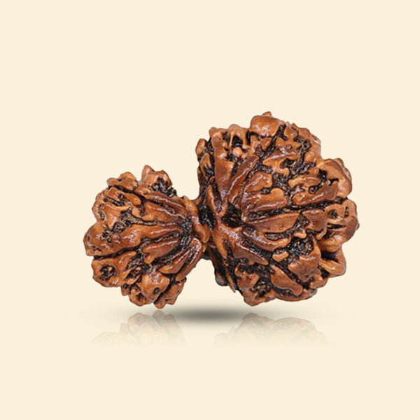 Garbh Gaur Rudraksha 