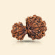 Garbh Gauri Rudraksha