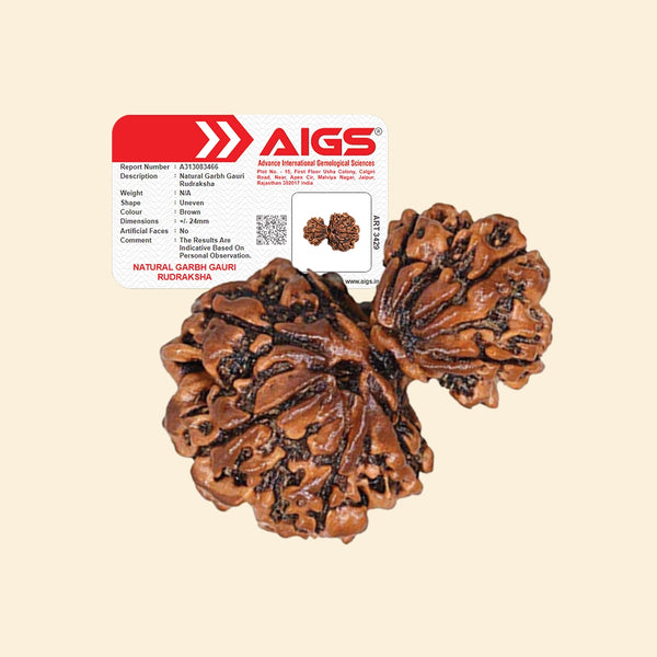 Garbh Gaur Rudraksha with certificate