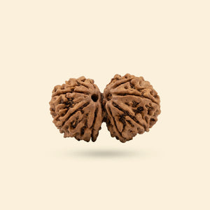 Gauri Shankar Rudraksha (Nepali)