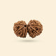 Gauri Shankar Rudraksha (Nepali)