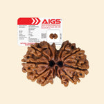 
                    
                      gauri shankar rudraksha acharya lavbhushan, shiva parvati rudraksha, union harmony bead, spiritual balance bead, shiva rudraksha, vedic rudraksha, conscious living support, sacred rudraksha
                    
                  