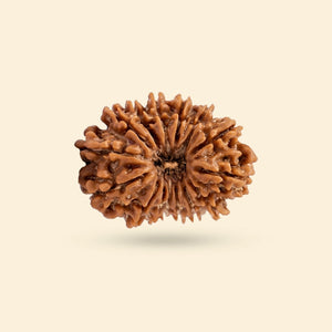 Original 15 Mukhi Rudraksha (Nepali)