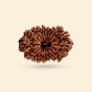 Original 16 Mukhi Rudraksha (Nepali)