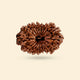 Original 16 Mukhi Rudraksha (Nepali)