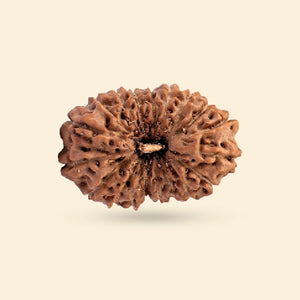 Original 17 Mukhi Rudraksha (Nepali)