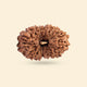 Original 17 Mukhi Rudraksha (Nepali)