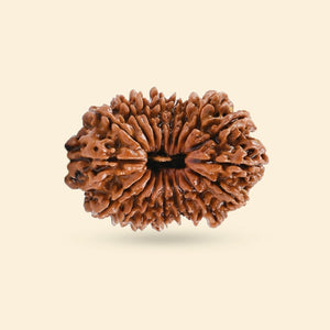 Original 18 Mukhi Rudraksha (Nepali)