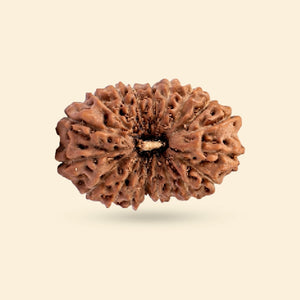 Original 19 Mukhi Rudraksha (Nepali)