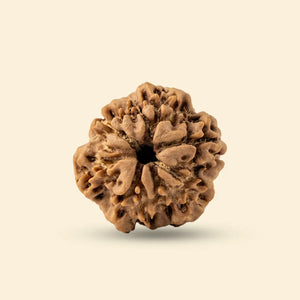 Original 1 Mukhi Rudraksha (Nepali)