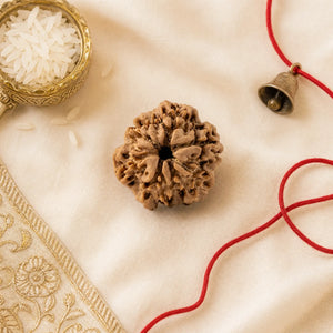 Original 1 Mukhi Rudraksha (Nepali) – Plain or Silver Pendant, for Lord Shiva