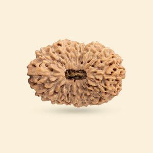 Original 20 Mukhi Rudraksha (Nepali)