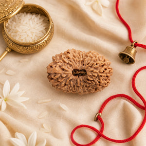 Original 20 Mukhi Rudraksha (Nepali) – Natural, Lab Certified