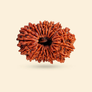 Original 21 Mukhi Rudraksha (Nepali)