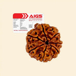 
                    
                      7 Mukhi Rudraksha (Lakshmi Rudraksha) with Certificate for wealth and prosperity by Acharya Lavbhushan

                    
                  