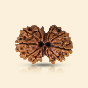 Gauri Shankar Rudraksha (Indian)