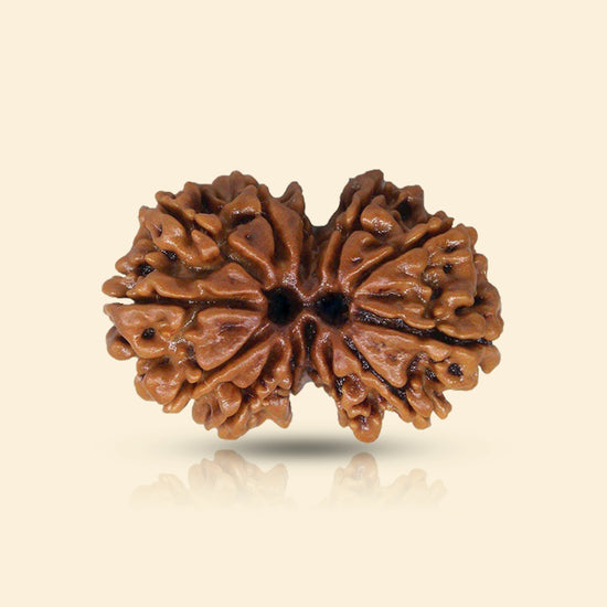 gauri shankar rudraksha acharya lavbhushan, shiva parvati rudraksha, union harmony bead, spiritual balance bead, shiva rudraksha, vedic rudraksha, conscious living support, sacred rudraksha