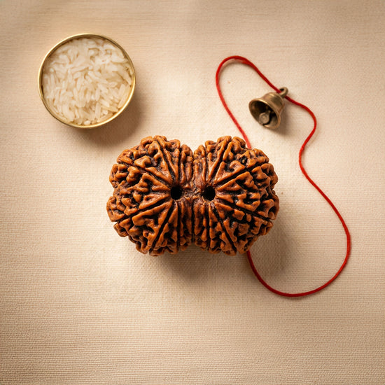 gauri shankar rudraksha acharya lavbhushan, shiva parvati rudraksha, union harmony bead, spiritual balance bead, shiva rudraksha, vedic rudraksha, conscious living support, sacred rudraksha